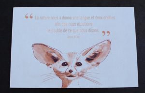 fennec